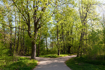 Fototapeta na wymiar green poplars in the spring season in the forest