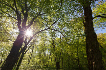 Obraz premium green poplars in the spring season in the forest