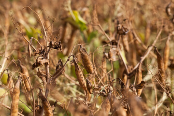 an agricultural field with a ripe crop of peas