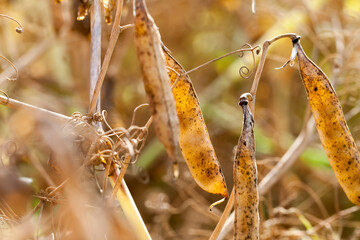 the field with the pea crop is yellow