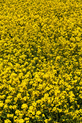 flowering rapeseed with a lot of yellow flowers