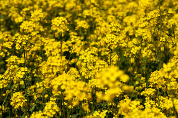 flowering rapeseed with a lot of yellow flowers