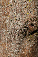 the bark of a tree with the features of its structure