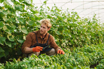 Smiling organic farmer standing in a greenhouse