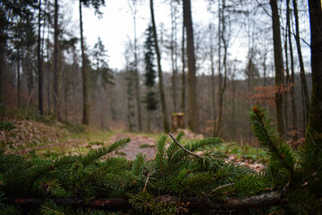 In the foreground is a focused large branch of a conifer tree, which lies on the hiking trail of a forest.