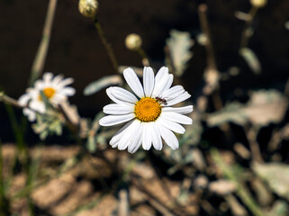 A chamomile flower with an ant on it