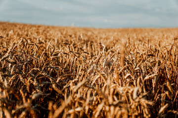 Ears of wheat. Summer wheat field. Natural natural background. Wheat field and sky