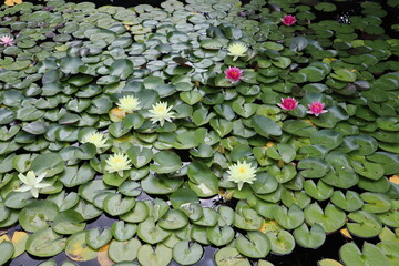 background flowers water lilies in blossom