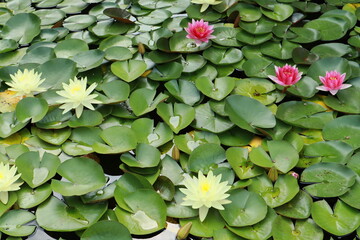 background flowers water lilies in the pond