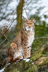 Eurasian lynx in forest habitat