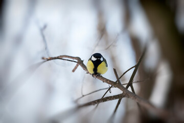 wild chickadee in the winter