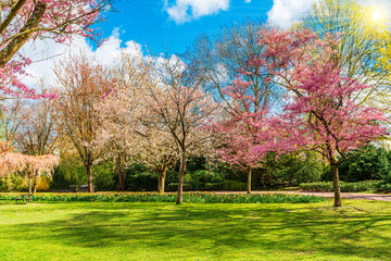 Beautiful floral image of spring. Branches of blossoming. Beautiful spring nature background with lovely blossom