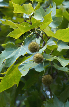 American sycamore (Platanus occidentalis). Called American planetree, Western plane, Occidental plane, Buttonwood and Water beech also