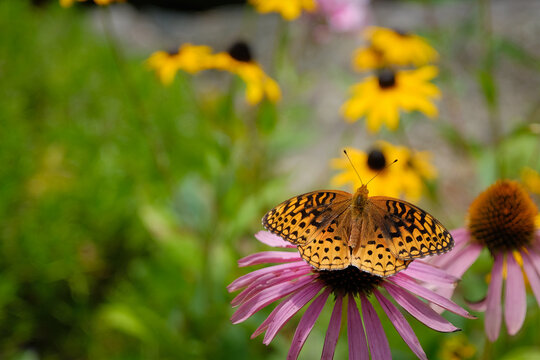 Great spangled fritillary (Speyeria cybele) butterfly atop a purple coneflower with negative space for copy