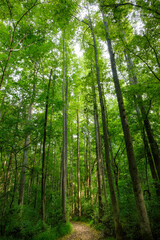 Sunlit path through majestic trees in morning light