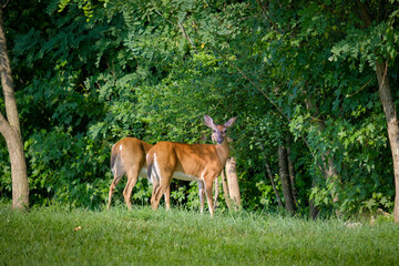 Naklejka na ściany i meble Pair of white tail deer, one looking at camera, standing in grass at edge of wooded area, with early evening light and shadows