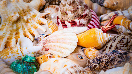 Starfish and seashells at the beach.  Beach Summer Vacation Background