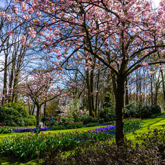Fototapeta premium beautiful garden flowers. Spring background