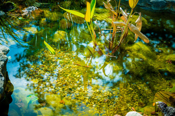 Natural backyard water pond with water plants