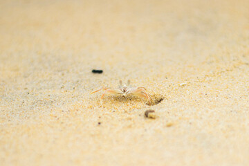 crab on sand