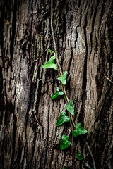 Hojas en tronco de árbol en Galicia (España)
