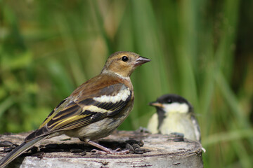 Fototapeta premium Siskin and tit on a bird feeder