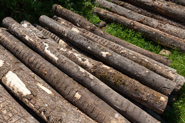 wood with bark and damage