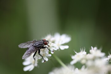 Graue Fleischfliege