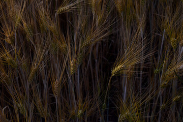 Gerste kurz vor der Ernte, landwirtschaftliches Motiv im Feld