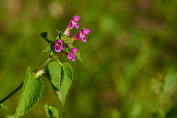Wald-Ziest (Stachys sylvatica)	