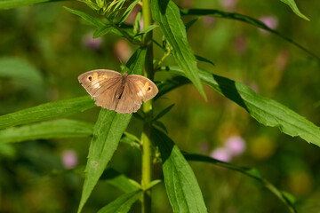 Großes Ochsenauge (Maniola jurtina)  © Karin Jähne