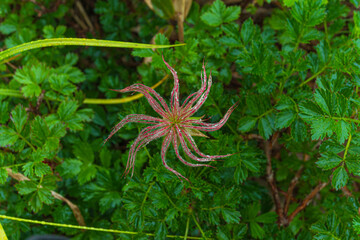 散りかけのチングルマ