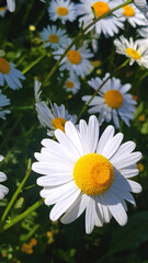 Close-up blooming white daisy flowers in the spring season