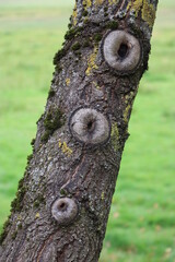 baumstamm, baum, moos, flechte, rinde, wald, holz