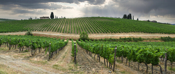 beautiful vineyard in the Tuscan countryside in the Chianti Classico area with cloudy sky. Italy