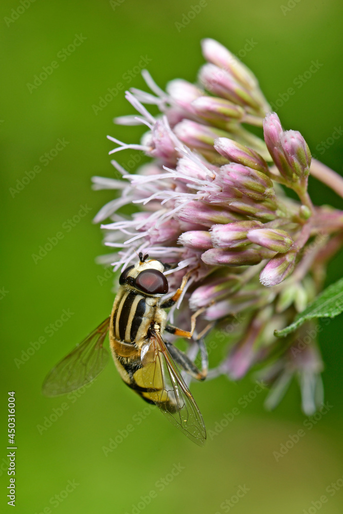 Sticker Große Sumpfschwebfliege // Hoverfly  (Helophilus trivittatus)