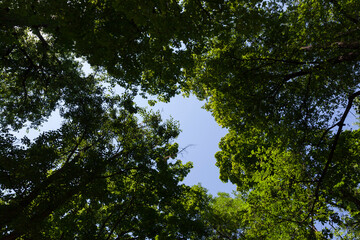 trees covered with green foliage in summer