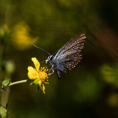 Wonderful butterflies that bring a summer mood