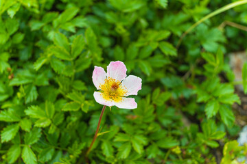 ピンクに色づくタテヤマチングルマ