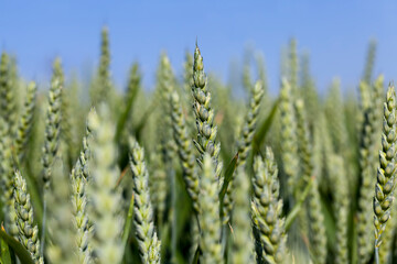 Fototapeta premium an agricultural field where rye is grown