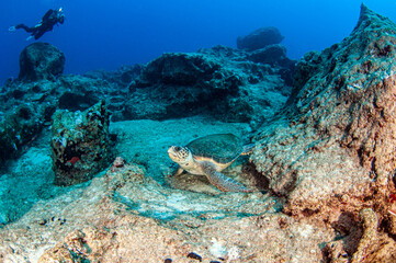 Turtle at Kas, Turkey