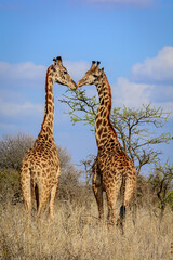 Masai giraffe, Maasai giraffe, or Kilimanjaro giraffe (Giraffa tippelskirchii). Kenya.
