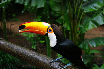 White-breasted toukan in the Bird Park. Parque das Aves. Brazil. 2012
