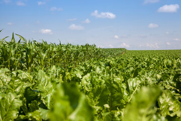 green beet for sugar production in the agricultural field