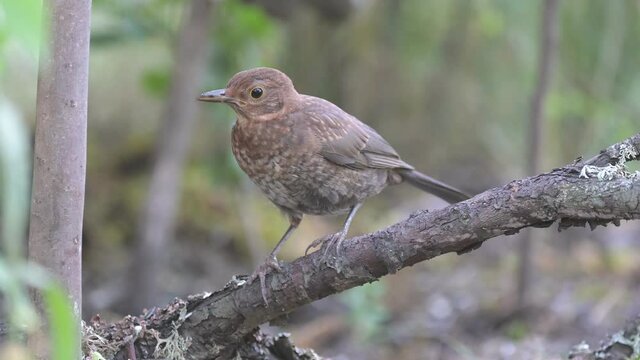 Bird Juvenile blackbird, Turdus merula, in the wild.