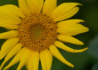 Closeup of vibrant yellow sunflower blossom offset to the left of the frame with green background