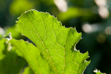 green zucchini leaves in the spring season