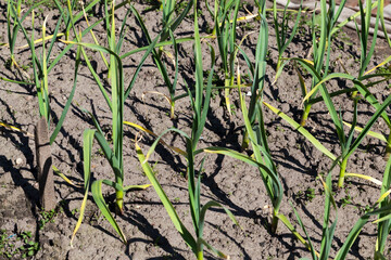 an agricultural field with growing garlic