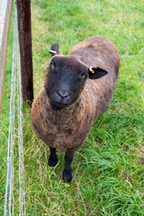 Fototapeta premium Black sheep in the green grass at animal farm, behind the fence