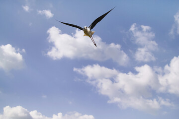 Black-Winged Stilt, Himantopus himantopus, Salinas, Montenegro